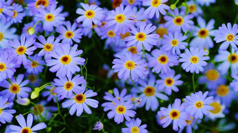 Marguerite Daisy Plants Blue Flowers Macro Photography