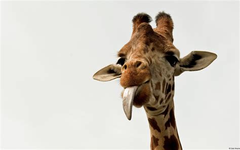 Fun Facts Giraffes