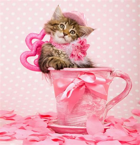 We Rank The Lovability Of Valentines Day Cat Photos Valentines Day