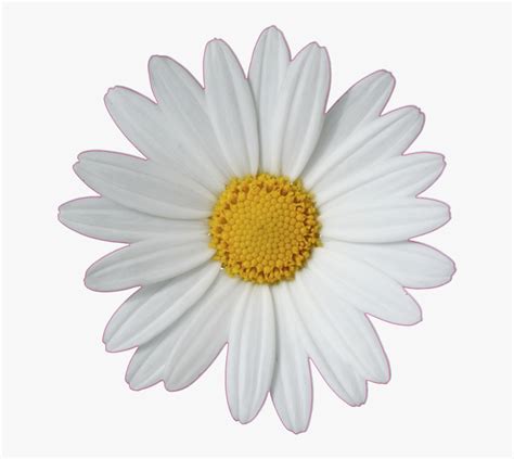 Common Daisy Flower Clip Art Daisy Png Transparent Png Transparent
