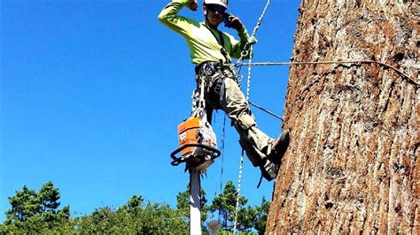 Arborist Preservation Tree Service Tree Choices