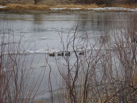 Mallard Ducks On The N Platte River By Morad Park Casper Wyoming