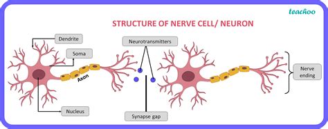 Biology What Happens At The Synapse Between Two Neurons Class