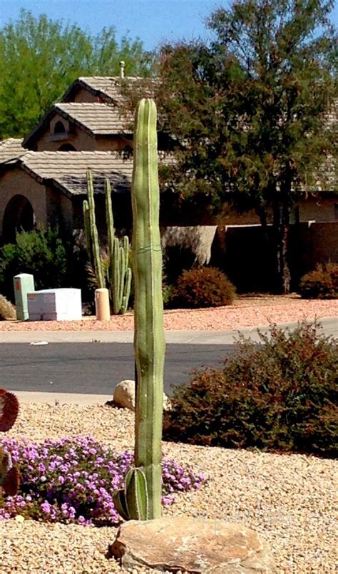 To move nutrients up their roots, plants evaporate water from their leaves in a process by volunteering, or simply sending us feedback on the site. New Beginnings For a Cactus and a Daughter - Ramblings ...