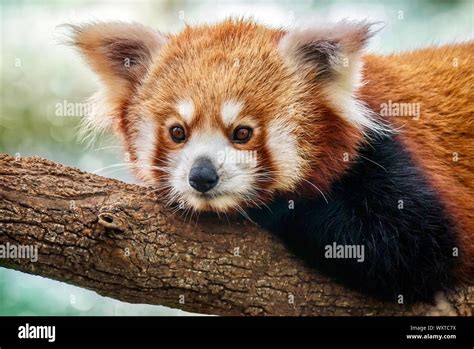 Lindo Panda Rojo Fotografías E Imágenes De Alta Resolución Alamy