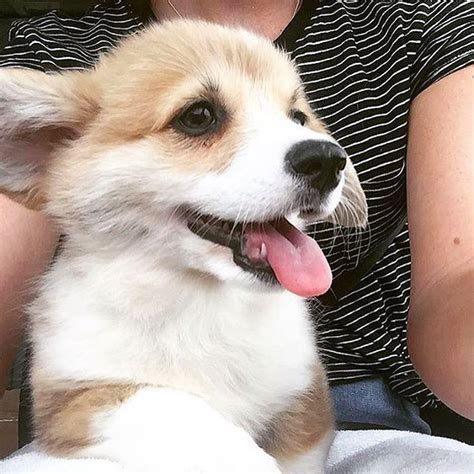 8739 Likes 60 Comments Join Our Corgi Community Myfavcorgi On Instagram “everypawdy