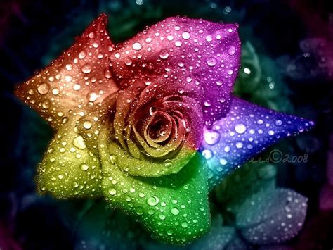🔥 Free Download Rainbow Rose Wallpaper Hd Desktop Wallpaper Cool