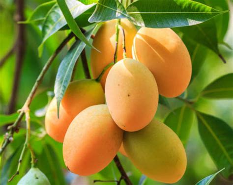 Honey Mango Live Trees Fruit Tree Seedling 4 5 Inches Etsy