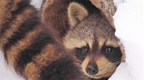 Do Raccoons Hibernate Information And Facts Pest Samurai