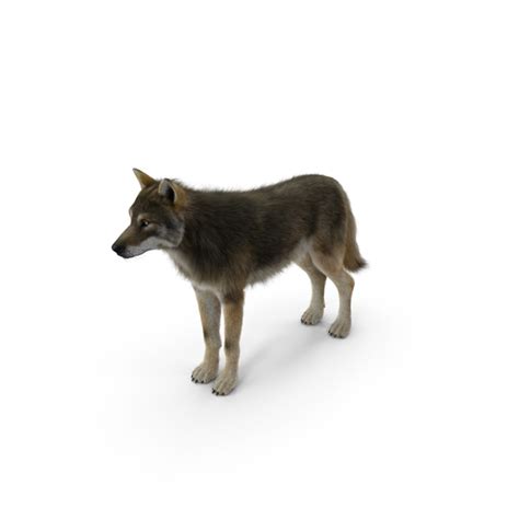 Check spelling or type a new query. Grey Wolf PNG Images & PSDs for Download | PixelSquid ...