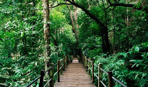 See kuala lumpur deer park and all kuala lumpur has to offer by arranging your trip with our kuala lumpur online day trip planner. The Bukit Nanas Forest Reserve in Kuala Lumpur