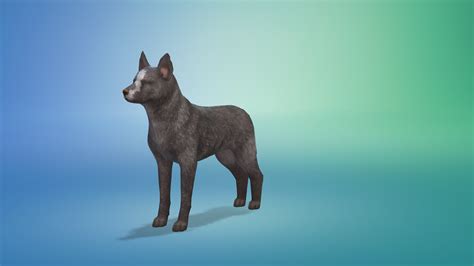 Bowlofpixels The Sims 4 Cap Dog Breeds And Presets Australian