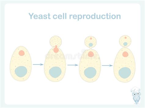 Reproduction In Yeast Stock Vector Illustration Of Cerevisiae 134919692