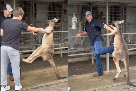 Unveiling the Surprising Truth Behind Kangaroo Boxing - nickiy.com