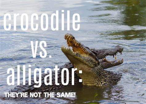 The 8 Main Differences Between Alligators And Crocodiles Crocodiles