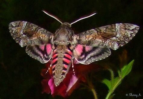 60 Cool How Rare Is A Hummingbird Hawk Moth Insectza