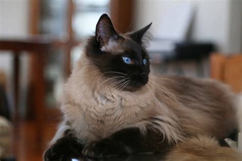 Siamese cats are not hypoallergenic. Hypoallergenic Cat Breeds: Cats Known to Make Pet ...