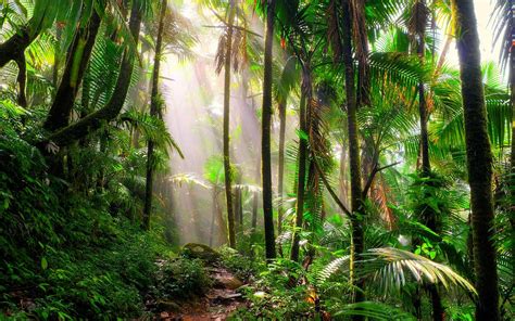 Incredible Tropical Rainforest Plants To See On Your Next Vacation