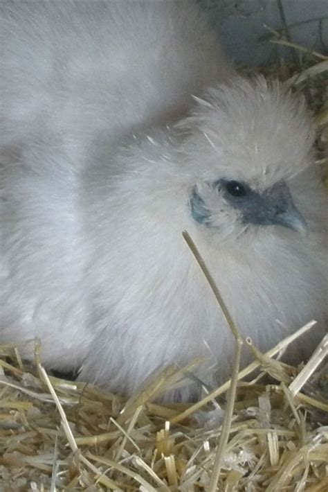 We've heard of a hen taking 25 days to hatch an egg but that is unusual. Interesting Facts About Chicken Eggs | Egg facts, Chicken ...