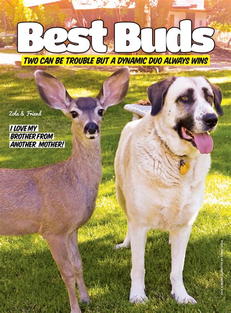 Dogs Lookin Cute With Their Best Buds Modern Dog Magazine