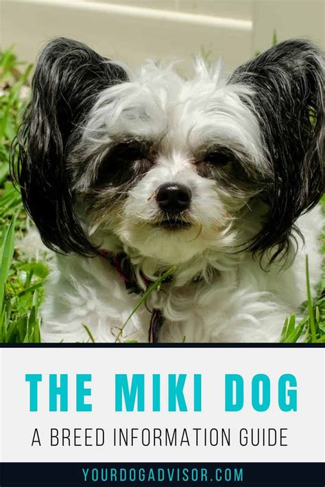 The Miki Dog Your Ultimate Breed Information Guide Your Dog Advisor