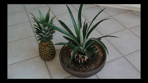 How To Grow A Pineapple From Its Top Works Every Time