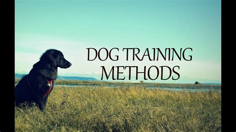 A Look At Dog Training Methods Youtube