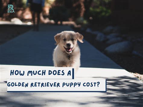 How Much Does A Golden Retriever Puppy Cost Barks In The Park