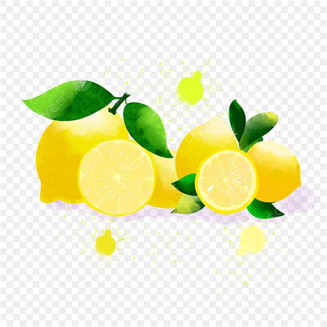 Watercolor Lemon Clipart Vector Beautiful Summer Fruit Watercolor