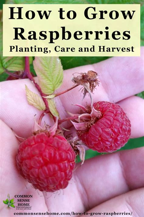 How To Grow Raspberries Planting Care And Harvest