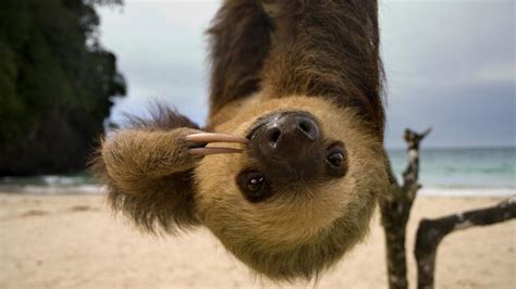 Example sentences from the web. The meaning and symbolism of the word - «Sloth»