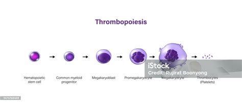 Thrombopoiesis The Development Of Platelets Stock Illustration