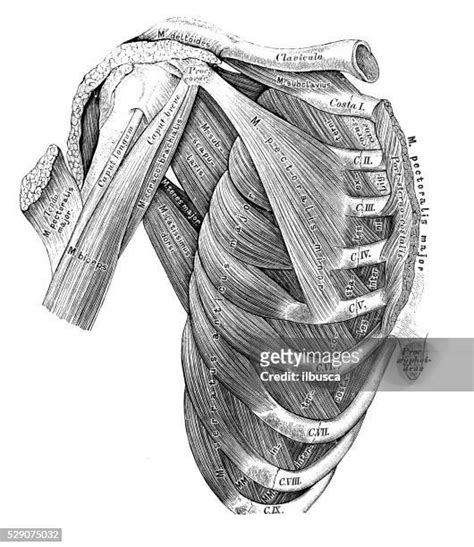 Shoulder Anatomy Muscles Photos And Premium High Res Pictures Getty