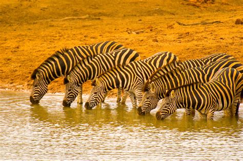 A Herd Of Zebra Drinking At A Watering Hole Kruger National Park