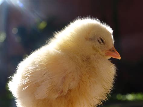 Free Images Wing Farm Cute Wildlife Young Fluffy Beak