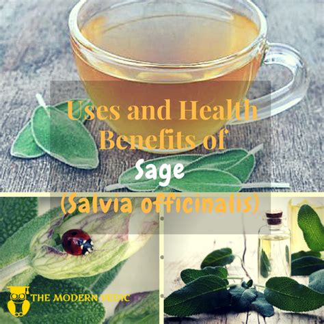 What Are The Uses And Health Benefits Of Sage Oil And Sage