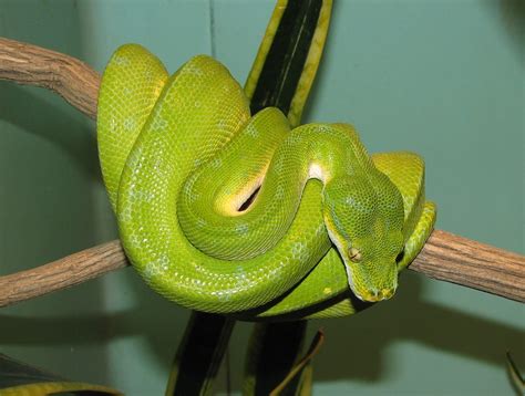 Facts Pod Green Tree Python