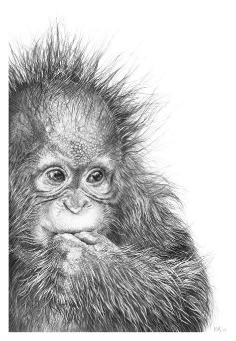 Orangutan Fine Art Print Baby Orangutan Wildlife Art Print Etsy Uk