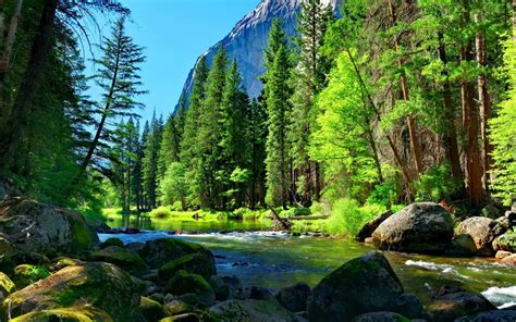 Mountain River Rock Pine Forest Wallpaper For Desktop 8915 2560x1600