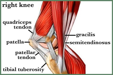 Anatomy Of The Knee Health Life Media