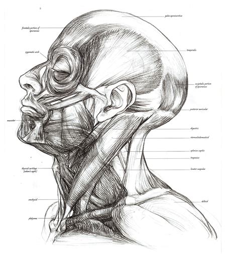 Foundation Figure Day 15 Neck