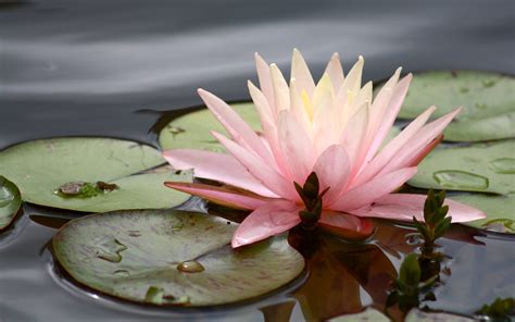 Free Download Water Lily Wallpapers 3970x2482 For Your Desktop