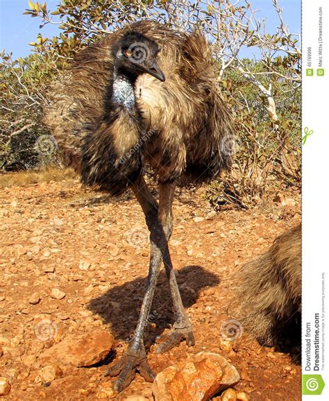 Emus Australia Stock Photo Image Of Native Australian 65769996