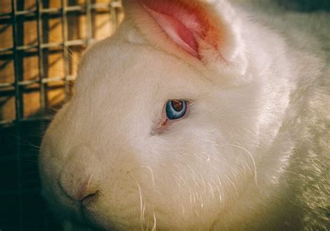 7 Types Of Rabbit Eye Colors And Their Rarity With Pictures Pet Keen