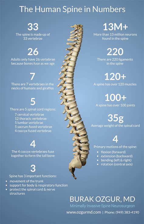 How many thoracic vertebrates are there? The Human Spine in Numbers | Burak Ozgur, MD