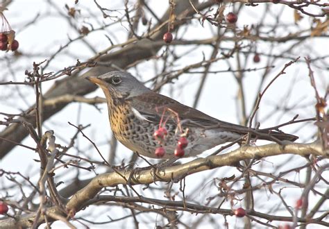 Id Guide To Thrushes British Naturalists Association