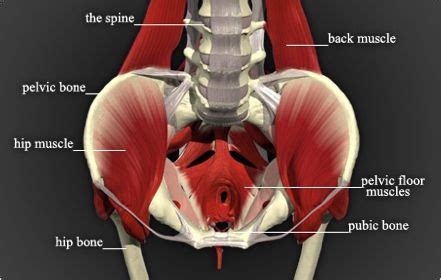 What IS Pelvic Physical Therapy And Why Doesn T EVERYONE Know About It Pelvic Floor Muscles