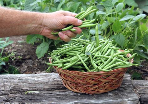 Comment cuire des haricots verts frais ou surgelés