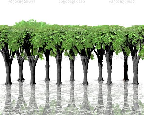 Green Trees In Water With Reflection On White Ba — Stock Photo