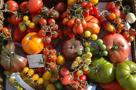 8 tranches de pain complet, 2 tomates, 1 filet d'huile d'olive. Le Conservatoire national de la Tomate - Château Hôtel de ...